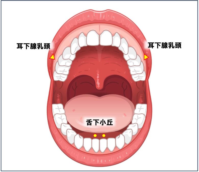 大唾液腺開口部